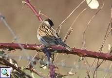 Rohrammer-Männchen (Emberiza schoeniclus) nördlich des Düsseldorfer Flughafens