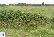 Brombeerhecke am Regenüberlaufbecken nördlich des Düsseldorfer Flughafens