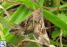 Gammaeule (Autographa gamma) nördlich des Düsseldorfer Flughafens