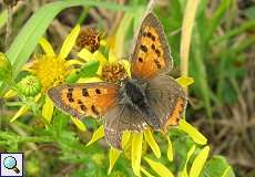 Kleiner Feuerfalter (Lycaena phlaeas) nördlich des Düsseldorfer Flughafens