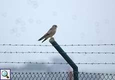 Turmfalke (Falco tinnunculus) in der Nähe des Düsseldorfer Flughafens