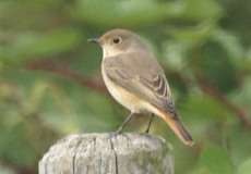 Weiblicher Gartenrotschwanz (Phoenicurus phoenicurus) nördlich des Düsseldorfer Flughafens