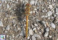 Weibliche Heidelibelle (Sympetrum sp.) nördlich des Düsseldorfer Flughafens