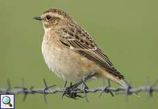 Weibliches Braunkehlchen (Saxicola rubetra) nördlich des Düsseldorfer Flughafens