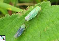 Binsenschmuckzikaden (Cicadella viridis) nördlich des Düsseldorfer Flughafens