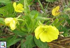 Gewöhnliche Nachtkerze (Oenothera biennis) nördlich des Düsseldorfer Flughafens