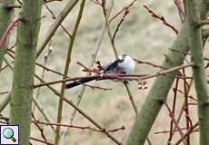 Schwanzmeise (Aegithalos caudatus) nördlich des Düsseldorfer Flughafens