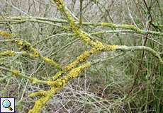 Gewöhnliche Gelbflechte (Xanthoria parietina) nördlich des Düsseldorfer Flughafens