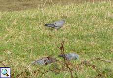 Hohltauben (Columba oenas) nördlich des Düsseldorfer Flughafens