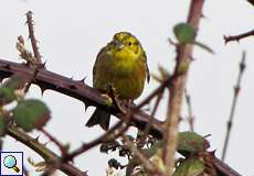 Goldammer (Emberiza citrinella) nördlich des Düsseldorfer Flughafens