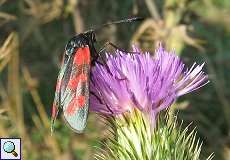 Sechsfleck-Widderchen (Zygaena filipendulae) am Braunkohletagebau Garzweiler