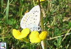 Hauhechel-Bläuling (Polyommatus icarus) am Braunkohletagebau Garzweiler