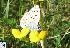 Hauhechel-Bläuling (Polyommatus icarus) am Braunkohletagebau Garzweiler