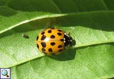 Asiatischer Marienkäfer (Harmonia axyridis) am Braunkohletagebau Garzweiler