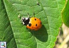 Siebenpunkt-Marienkäfer (Coccinella septempunctata) am Braunkohletagebau Garzweiler