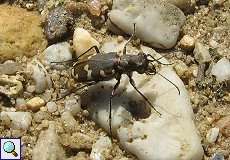 Dünen-Sandlaufkäfer (Cicindela hybrida) am Braunkohletagebau Garzweiler