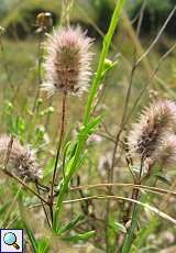 Hasenklee (Trifolium arvense) am Braunkohletagebau Garzweiler