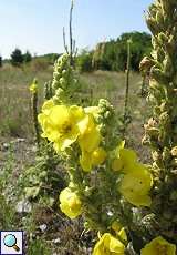 Königskerze (Verbascum sp.) am Braunkohletagebau Garzweiler