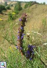 Ysop (Hyssopus officinalis) am Braunkohletagebau Garzweiler