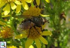 Igelfliege (Tachina fera/magnicornis) am Braunkohletagebau Garzweiler