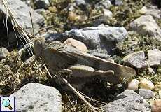 Blauflügelige Ödlandschrecke (Oedipoda caerulescens) am Braunkohletagebau Garzweiler