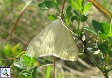 Möhrenzünsler (Sitochroa palealis) am Braunkohletagebau Garzweiler