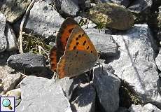 Kleiner Feuerfalter (Lycaena phlaeas) am Braunkohletagebau Garzweiler