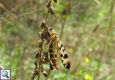 Weibliche Gewöhnliche Skorpionsfliege (Panorpa communis) am Braunkohletagebau Garzweiler