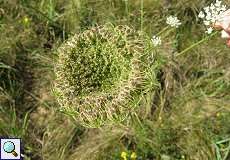 Wilde Möhre (Daucus carota) am Braunkohletagebau Garzweiler