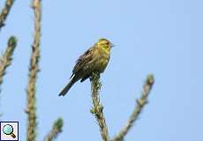 Goldammer (Emberiza citrinella) am Braunkohletagebau Garzweiler