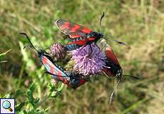 Sechsfleck-Widderchen (Zygaena filipendulae) auf einer Distel