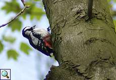 Buntspecht (Dendrocopos major) im Grafenberger Wald