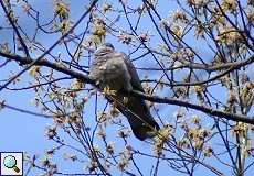 Ringeltaube (Columba palumbus) im Grafenberger Wald