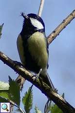 Kohlmeise (Parus major) im Grafenberger Wald