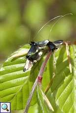 Grüne Langfühler (Adela reaumurella) im Grafenberger Wald