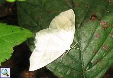 Perlglanzspanner (Campaea margaritata) im Grafenberger Wald