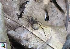 Wolfspinne (Pardosa sp.) im Grafenberger Wald