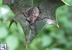 Larve der Rotbeinigen Baumwanze (Pentatoma rufipes) im Grafenberger Wald