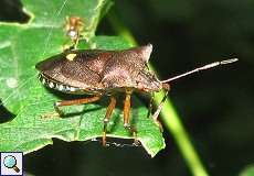 Rotbeinige Baumwanze (Pentatoma rufipes) im Grafenberger Wald