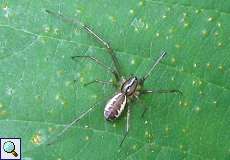 Baldachinspinne (Linyphia triangularis) im Grafenberger Wald