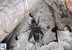 Waldgrille (Nemobius sylvestris) im Grafenberger Wald