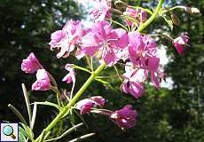 Schmalblättriges Weidenröschen (Epilobium angustifolium) im Grafenberger Wald