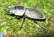 Balkenschröter (Dorcus parallelipipedus) im Grafenberger Wald