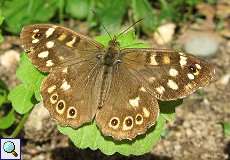 Waldbrettspiel (Pararge aegeria) im Grafenberger Wald