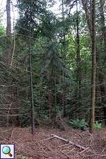 Nadelbäume am Trotzkopf im Grafenberger Wald