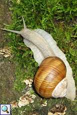 Weinbergschnecke (Helix pomatia) im Grafenberger Wald