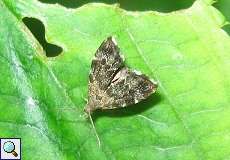 Rundstirnmotte (Anthophila fabriciana) im Grafenberger Wald