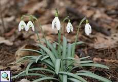 Schneeglöckchen (Galanthus nivalis) im Grafenberger Wald