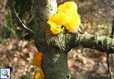 Goldgelber Zitterling (Tremella mesenterica) im Grafenberger Wald