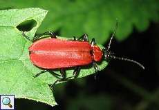 Scharlachroter Feuerkäfer (Pyrochroa coccinea) im Grafenberger Wald